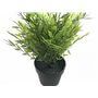 Camera hidden in a plant WIFI 1080p 64Gb Camera hidden in a plant WIFI 1080p 64Gb
